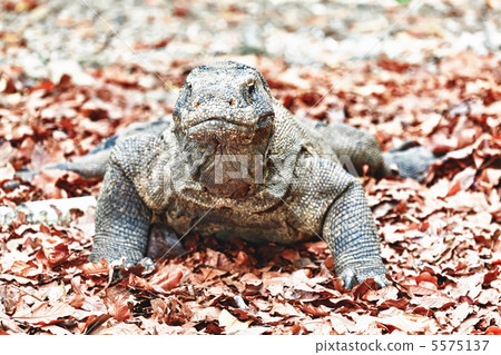 Komodo Dragon Komodo Dragon 5575137