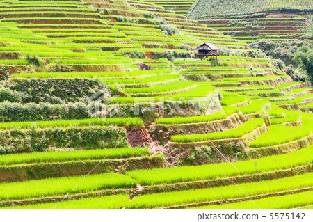 Paddy rice fields Paddy rice fields 5575142