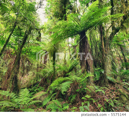 Fern tree Fern tree 5575144