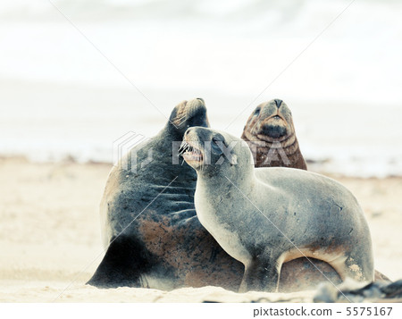 Sea lions 5575167