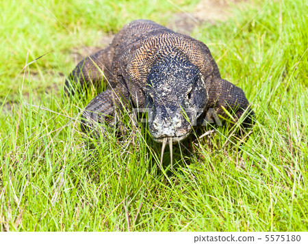Komodo Dragon 5575180