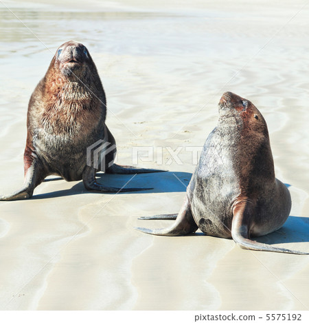 Sea lions 5575192