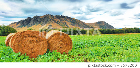 Rural lanscape Rural lanscape 5575200