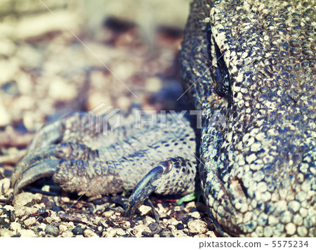 Komodo Dragon Komodo Dragon 5575234
