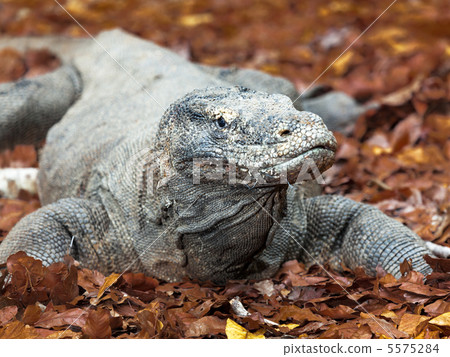 Komodo Dragon Komodo Dragon 5575284