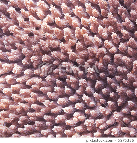 Coral texture 5575336