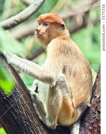 Proboscis monkey 5575338