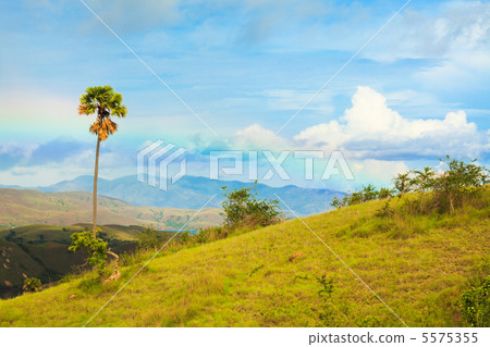 Rinca island. 5575355