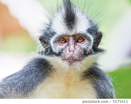 Thomas's leaf monkey 5575411