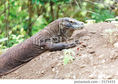 Komodo Dragon 5575433