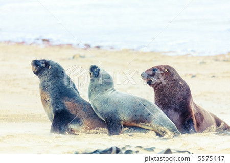 Sea lions 5575447