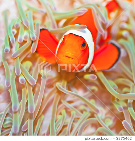 Clownfish 5575462