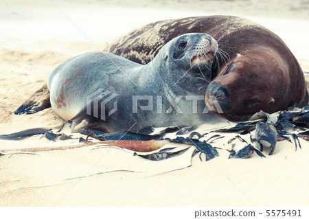Sea lions 5575491