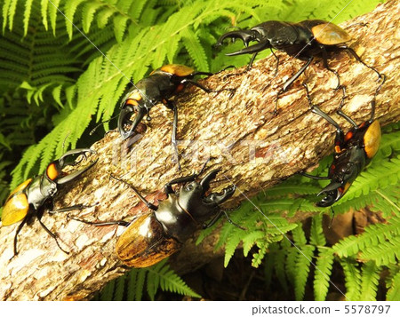 Beautiful Spectavirs glutterella La cordare glutinacea Dahl manzu Yakuya stag beetle 5578797