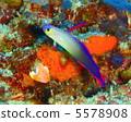 Tropical fish 5578908