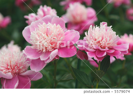 牡丹牡丹 5579074