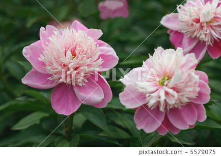 牡丹牡丹 5579075