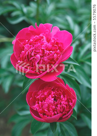 Peony peony Peony peony 5579076