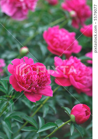 牡丹牡丹 牡丹牡丹 5579077