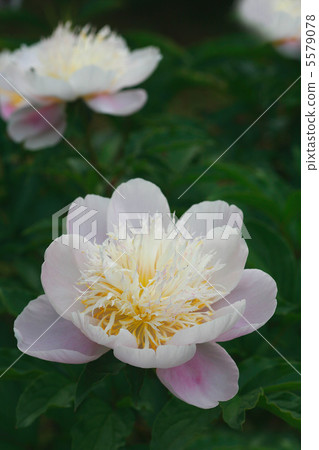 Shakuyaku Kimigayo 5579078