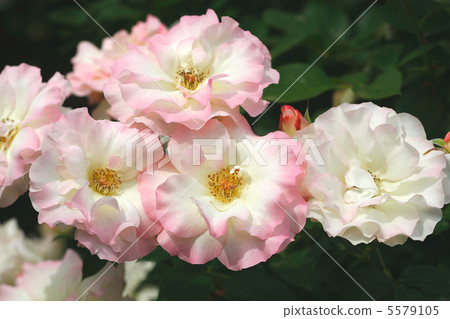 Rosemachida 5579105