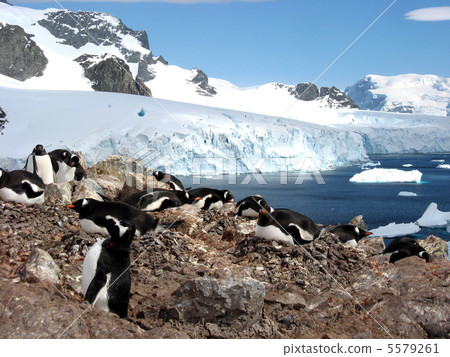 Antarctic penguins Antarctic penguins 5579261