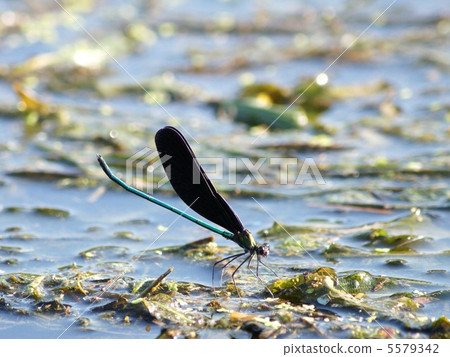 Hagorotombo: Hagoroku dragonfly (male) landscape 5579342