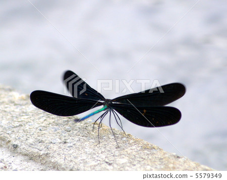Hagorotombo: Hagoroku dragonfly (male) backwards 5579349