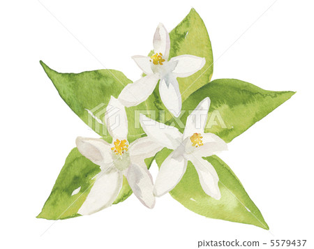 Neroli 5579437