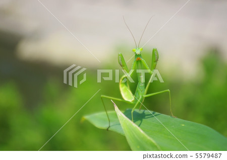 A murky mantis kid's child A murky mantis kid's child 5579487