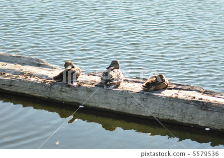 三隻鴨子 5579536