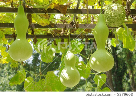 Large and small gourd 5579608