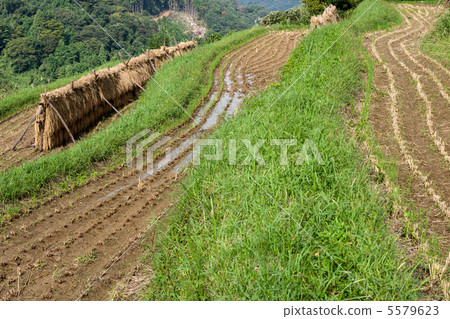 Rice terraces Rice terraces 5579623