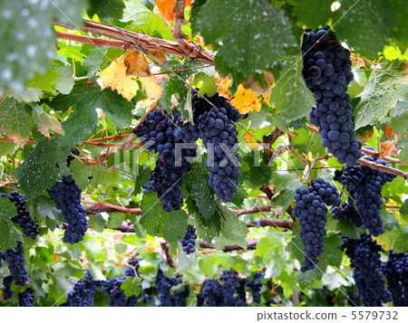 Grape picking 5579732