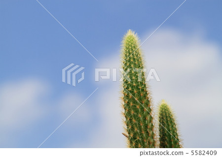Blue sky and cactus _ eco image Blue sky and cactus _ eco image 5582409