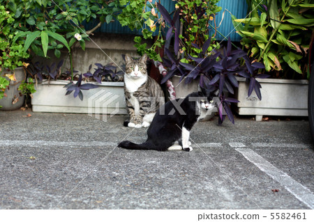 Two cats I met in the parking lot Two cats I met in the parking lot 5582461