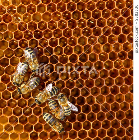 honey comb and a bee 5582530