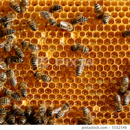 honey comb and a bee working 5582546