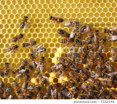 honey cells and working bees 5582548