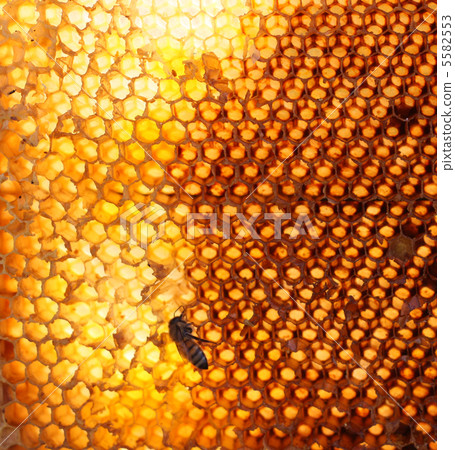 honey comb and a bee working 5582553