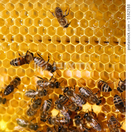 honey cells and working bees 5582588
