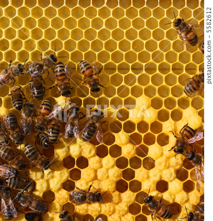 honey cells and working bees 5582612