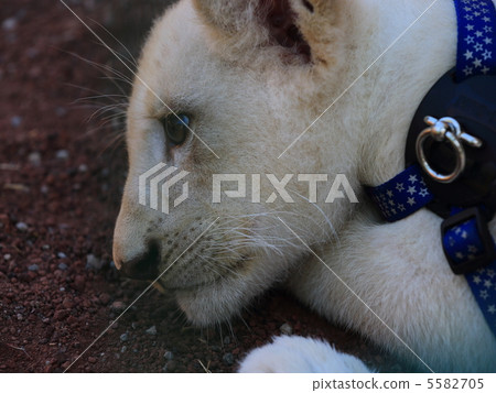 White lion baby 5582705
