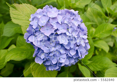 hydrangea hydrangea 5582840
