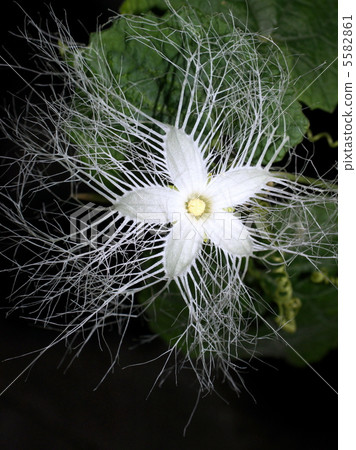 Kalasuri:Urushi(雄花) Kalasuri:Urushi(雄花) 5582861