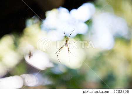 Joro spider (young body) 5582896