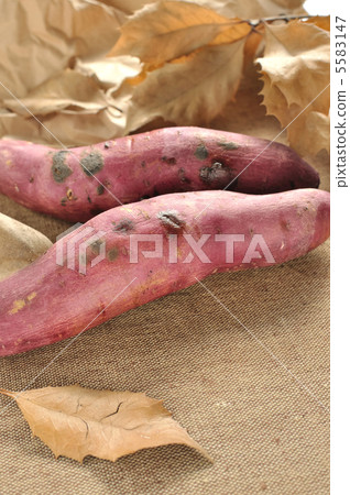 紅薯 5583147