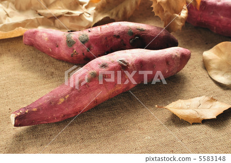 紅薯 5583148