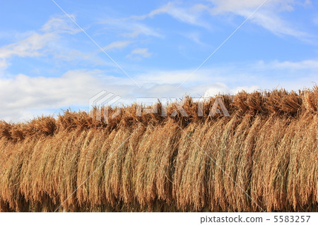 Rusty rice Rusty rice 5583257