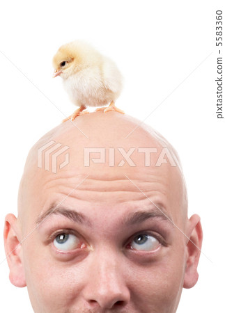 Chick Chick 5583360